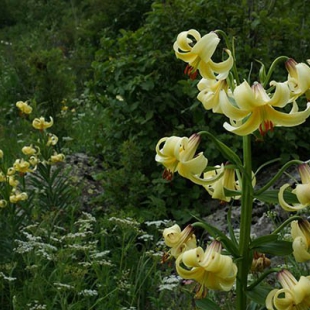 Lilium monodelphum var. szovitsianum  @North-east Turkey